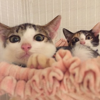大人しい白キジ柄男の子、飼いやすい子です