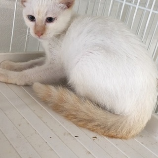 ちょっとビビりなしろくんの里親さん募集