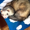 フェレットの男の子