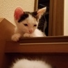 とっても美人！三毛ちゃんです◎ サムネイル3