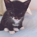 黒猫ちゃん♪̊̈♪̆̈