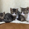可愛い3匹の虎柄子猫ちゃん