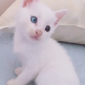 白猫くん♪̊̈♪̆̈