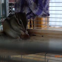 こたろう、ドングリを食べる。