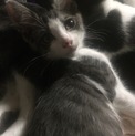 9匹の可愛い子猫ちゃん