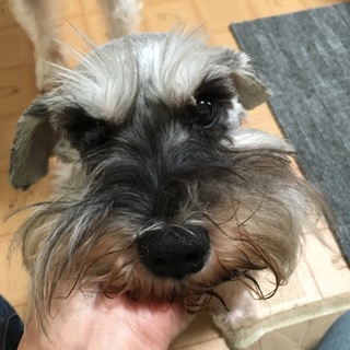 人もワンコも大好きな元気な女の子♪