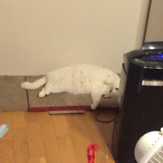 ペールブルーのカバー写真