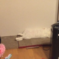 可愛さが過ぎる！