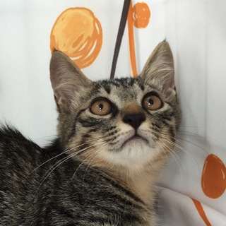 てぶくろちゃん