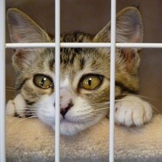 お目目真ん丸活発な女の子