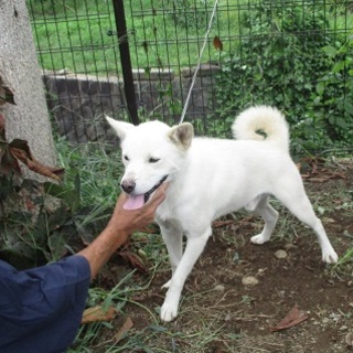 白柴風、陽気なケン君です。