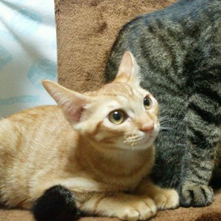 ジャパニーズボブテイル♪元気なチャトラ★バジルくん