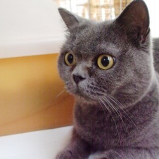 クララ　　ロシアンブルー