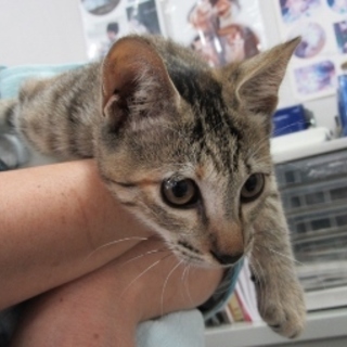 抱っこも大丈夫♪人懐っこい「タイ」ちゃん４か月。