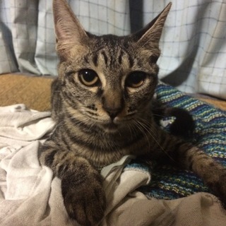 迷い込んだ親猫、出産。元気な子猫です！