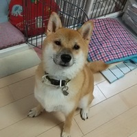 こむぎ