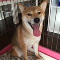 柴犬 10ヶ月 メス
