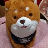 しゅーひな