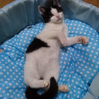 ぽぽちゃん優しい家族の一員になりました☆