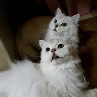 無事に里親さん決まりした。ありがとうございます！