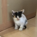 三毛猫姉妹の里親募集