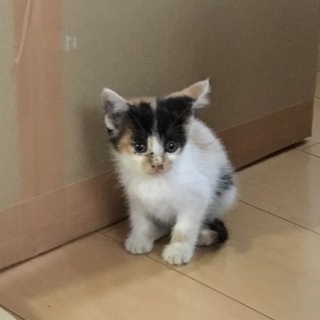 三毛猫姉妹の里親募集