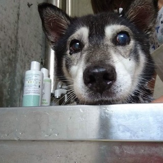 性格の良い可愛い仔です！