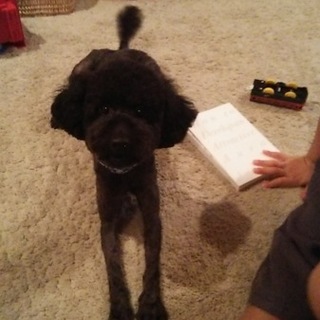 黒トイプードルです