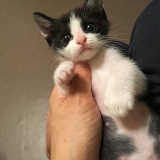 ハチワレ美形君の里親様募集