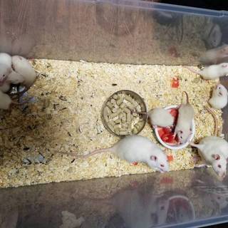 ﾗｯﾄの赤ちゃん