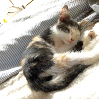 猫4匹 短期里親募集