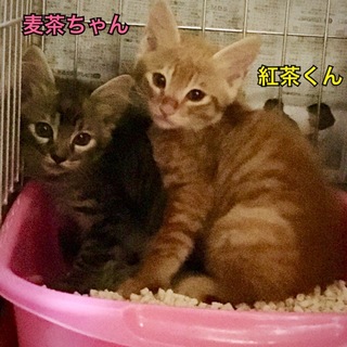 お茶ーず兄妹No.3 麦茶ん♪