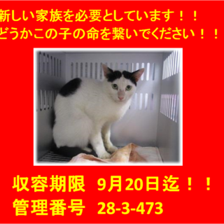 素敵な飼い主さんにお迎えいただきました(^^♪