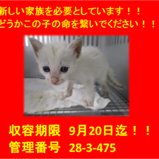 里親決定！2匹兄弟でお迎えいただきました♪