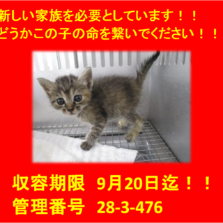 里親決定！2匹兄弟でお迎えいただきました♪