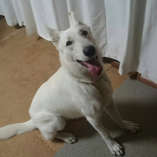 ホワイトシェパード ♂ 2才 去勢済 