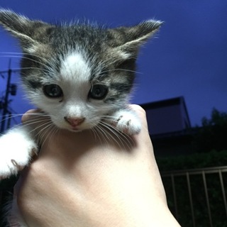 野良猫が赤ちゃんを産みました