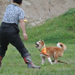 博士、大会デビューに向けて