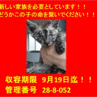 里親決定！！素敵なお家に迎えていただきました！