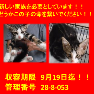 里親決定！！お迎えありがとうございました(^^♪