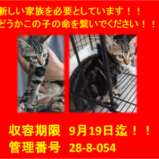 里親決定！！お迎えありがとうございました(^^♪