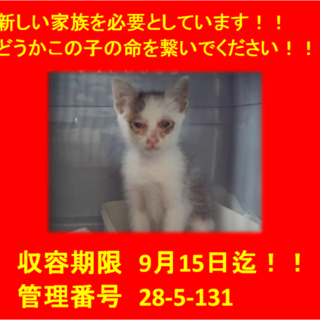 里親決定！！お迎えありがとうございました(^^♪