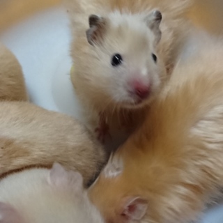 キンクマハムスター里親募集中