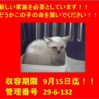 里親決定！！お迎えありがとうございました(^^♪