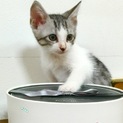 白キジのキレイな猫さんです♪