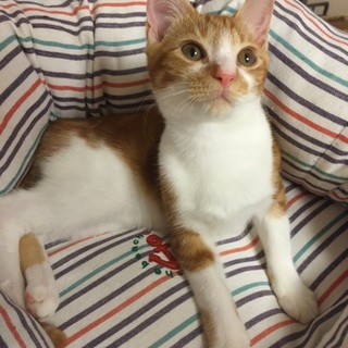 人慣れ抜群！愛嬌ある茶トラ白のメス猫ちゃん♪