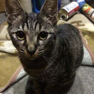 迷い込んだ親猫、出産。元気な子猫です！