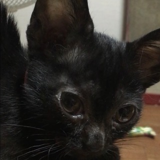 黒猫  女の子