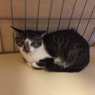 ツンデレお姫様♪の、シャー子ちゃん(^^♪