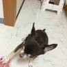 里親さん募集中です！ サムネイル4